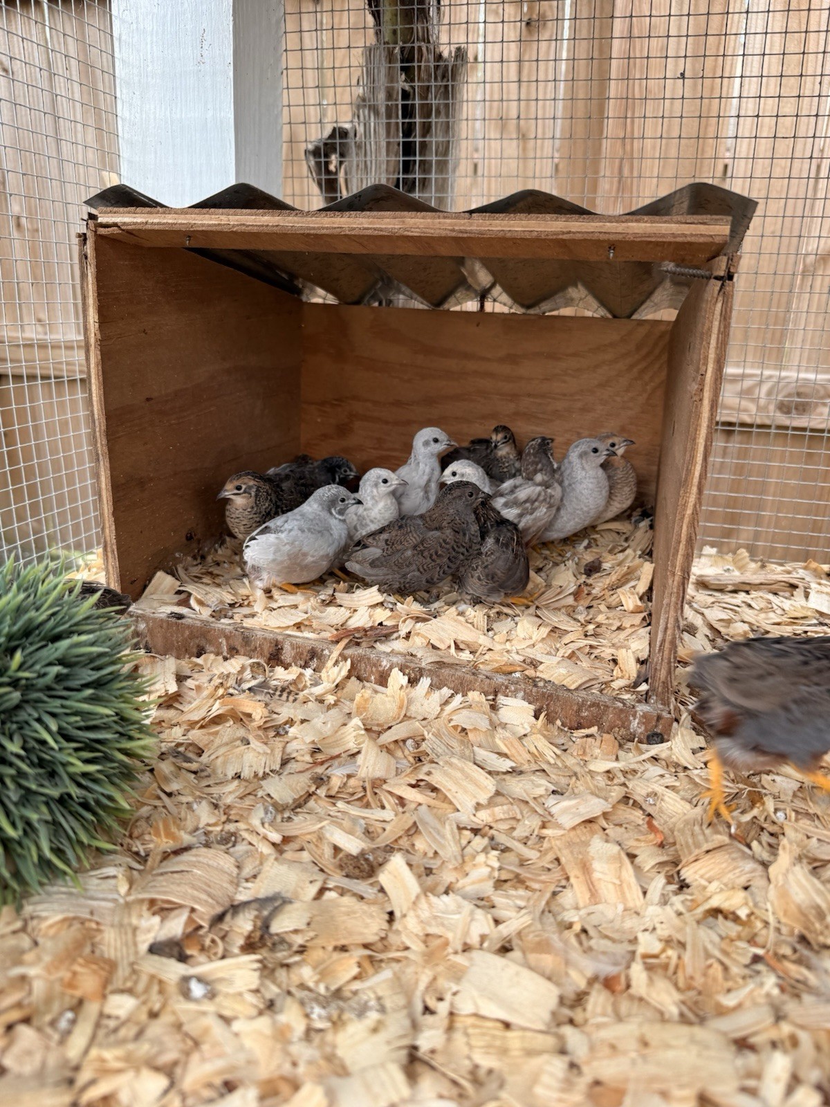 12 King quail and lethal silver hatching eggs
