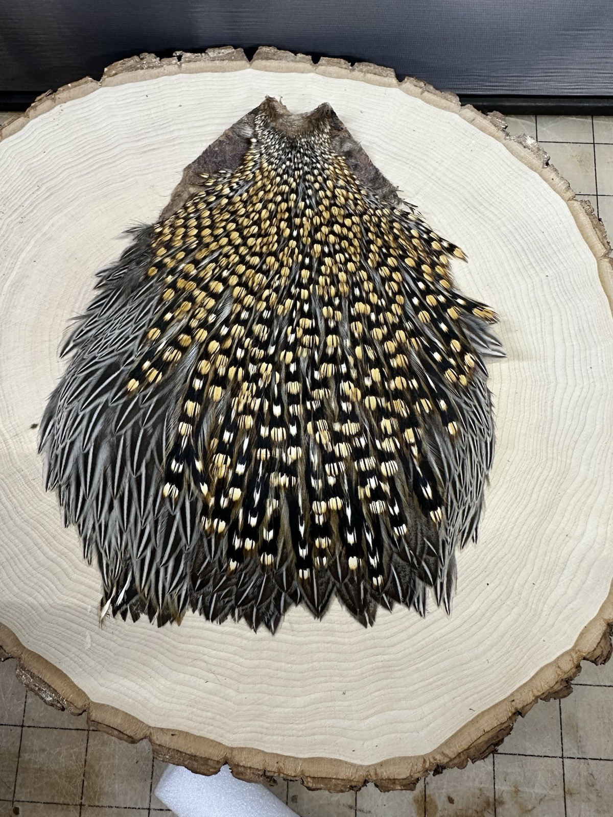 Jungle Cock Cape