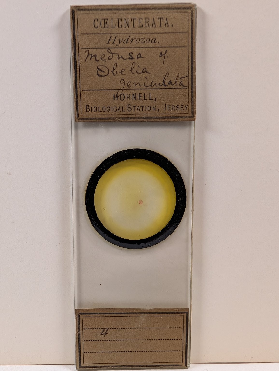 Vintage Hornell Biological Station Microscope Slide Medusa Obelia geniculata