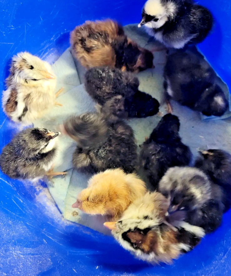 10 Custom Select Chicken Hatching Eggs - You Choose - See Description for Breeds
