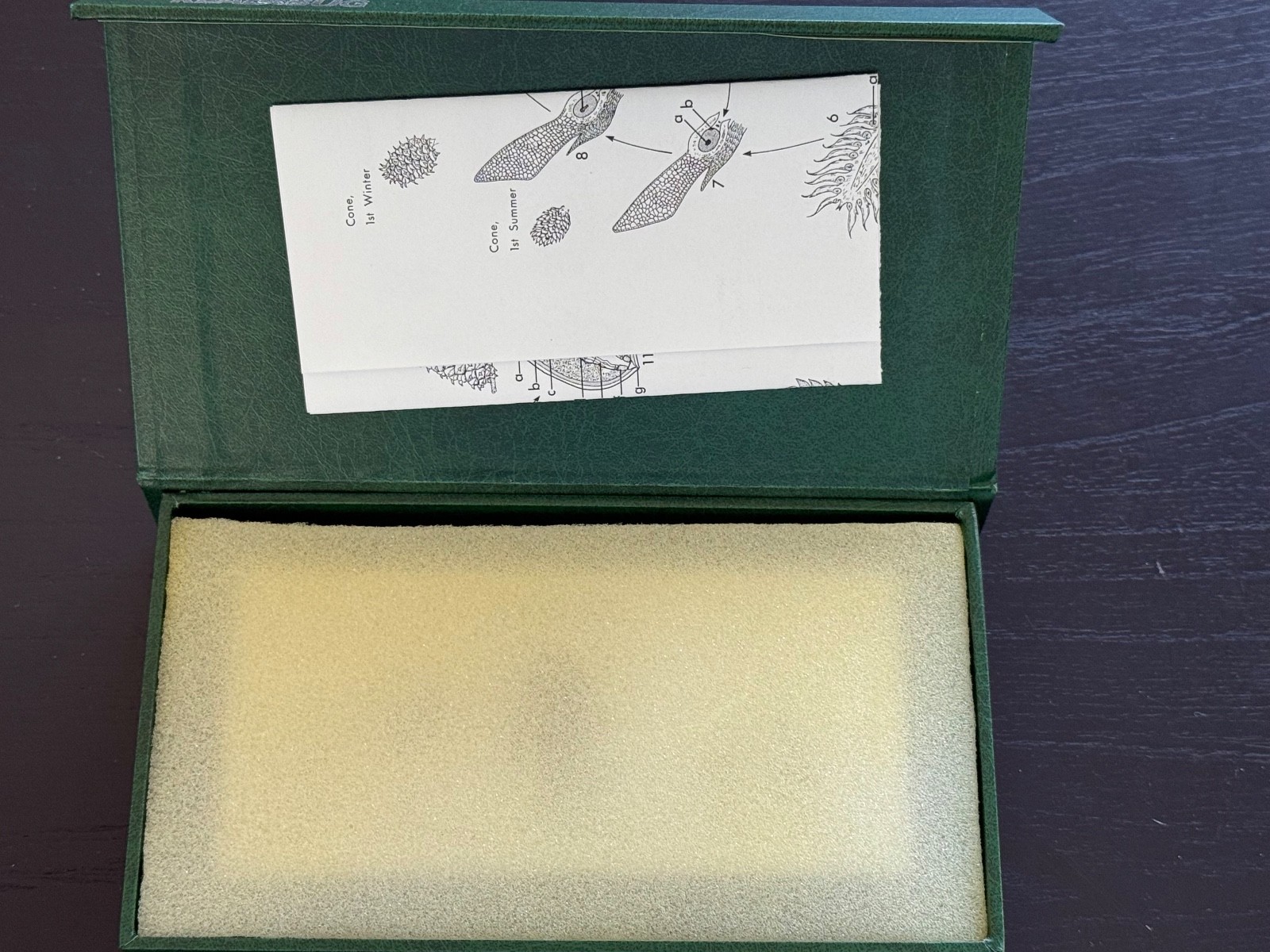 REAL BUG Pine Life Cycle Specimen Resin Block w/ Case & Booklet Plastomount