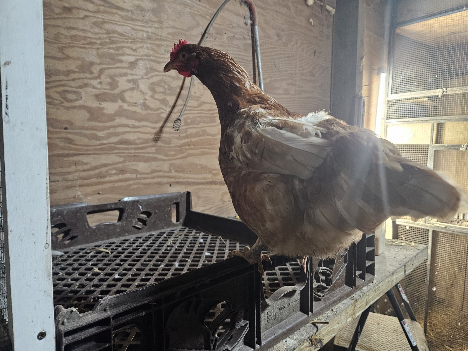 ISA Brown Chicken Hatching Eggs 12 Pack Fresh Eggs