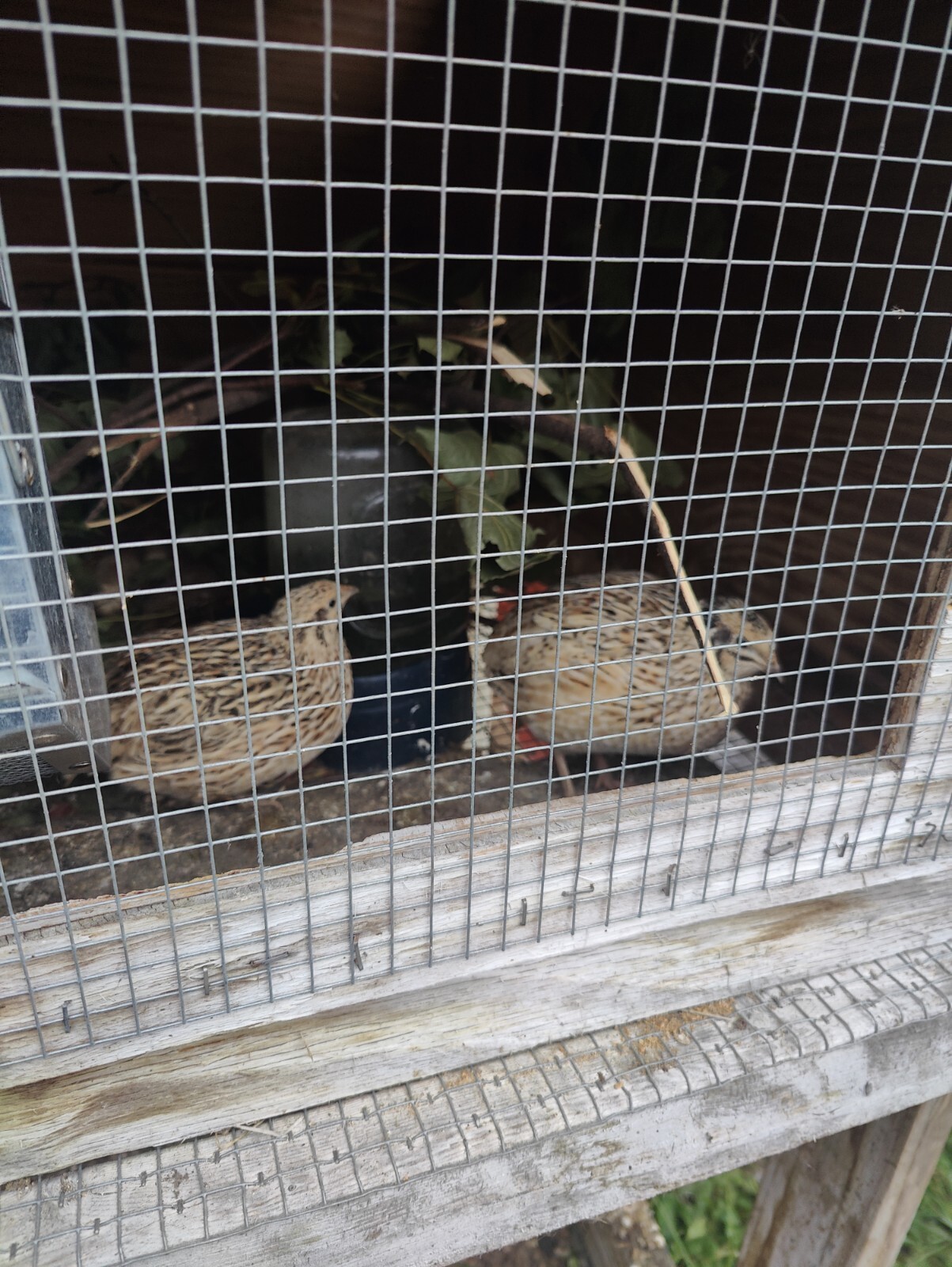 quail hatching eggs for sale