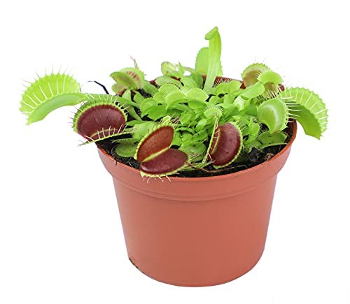 Dionaea Muscipula Venus Fly Trap Plant Carnivorous Live Terrarium Decorations