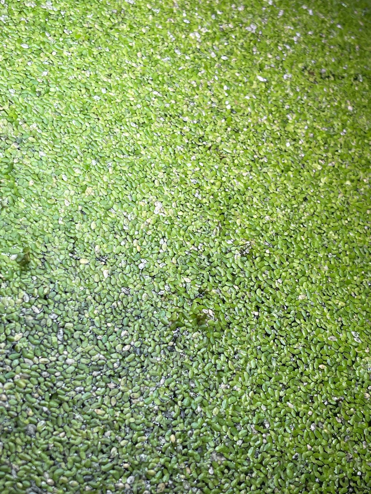2 Tbs. DUCKWEED Live Aquarium Aquatic Plant Free USA Shipping !!