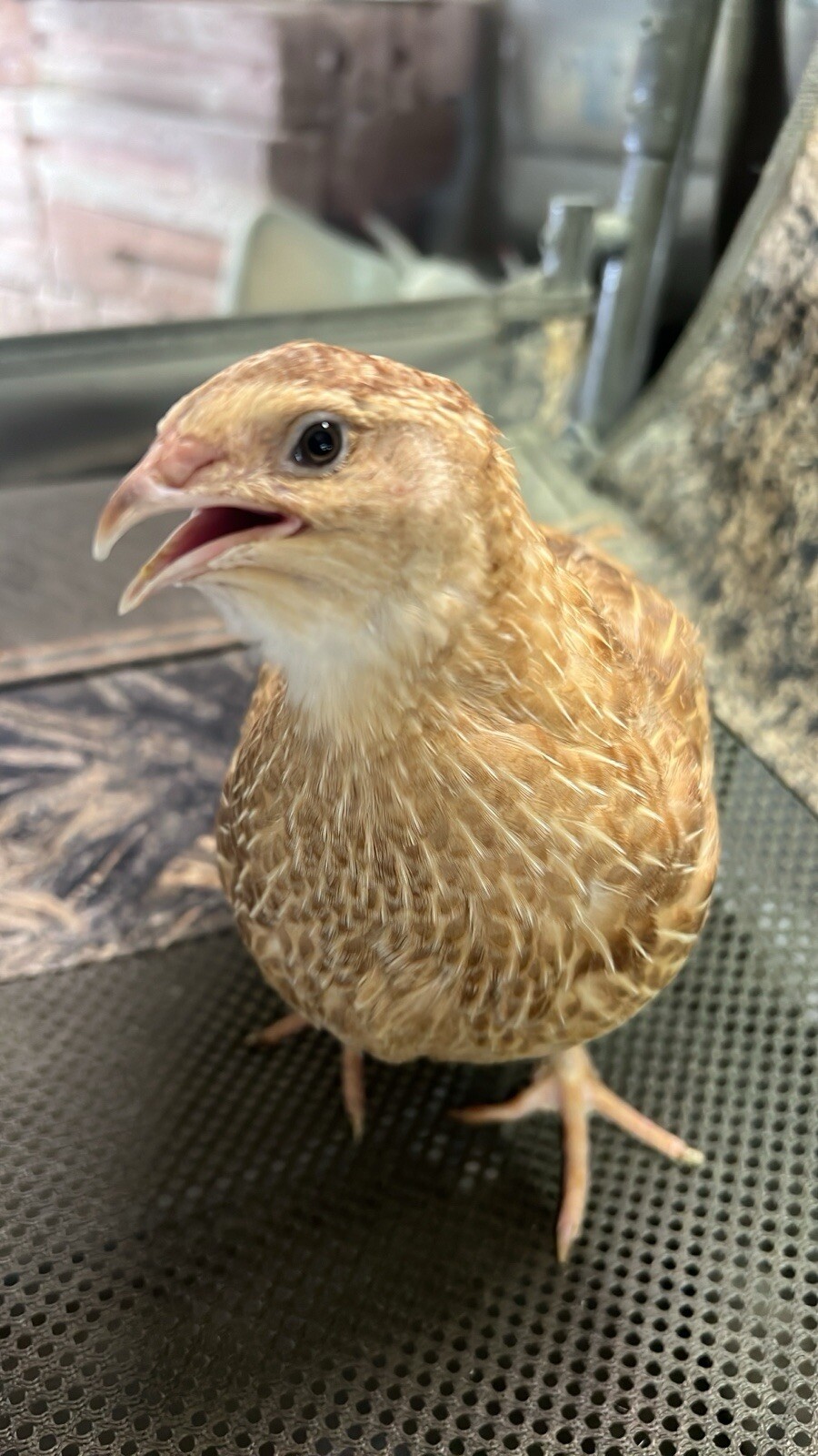 12 mix count Ginger and Cinamon Quail Coturnix hatching eggs
