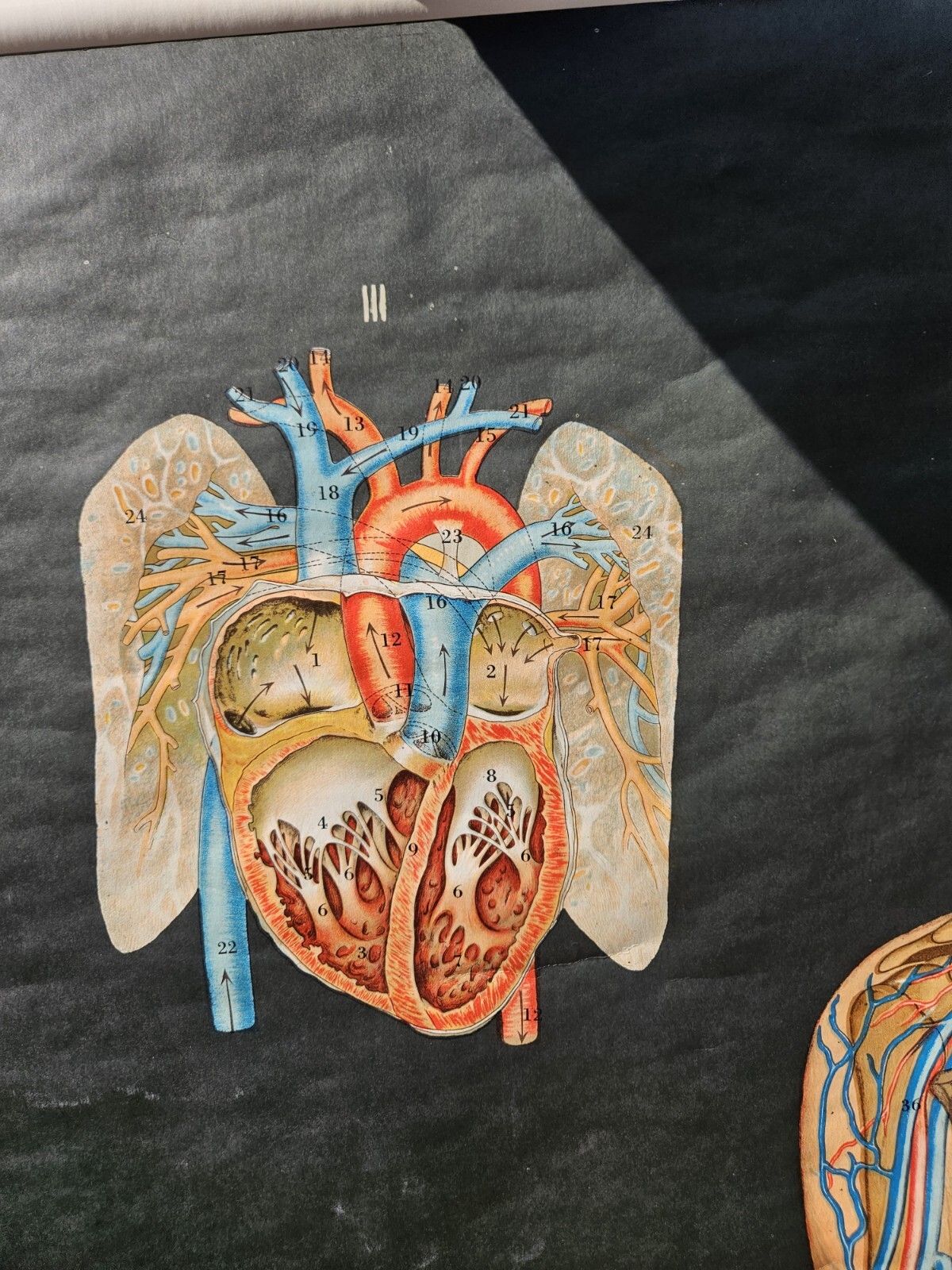 Vintage Cram Anatomical Chart Circulatory System 1950 Italy Rare Mad Science