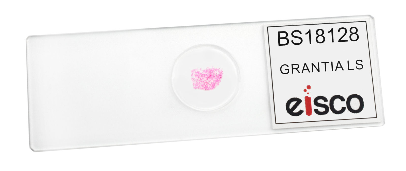 Grantia - Prepared Microscope Slide - 75x25mm - Eisco Labs
