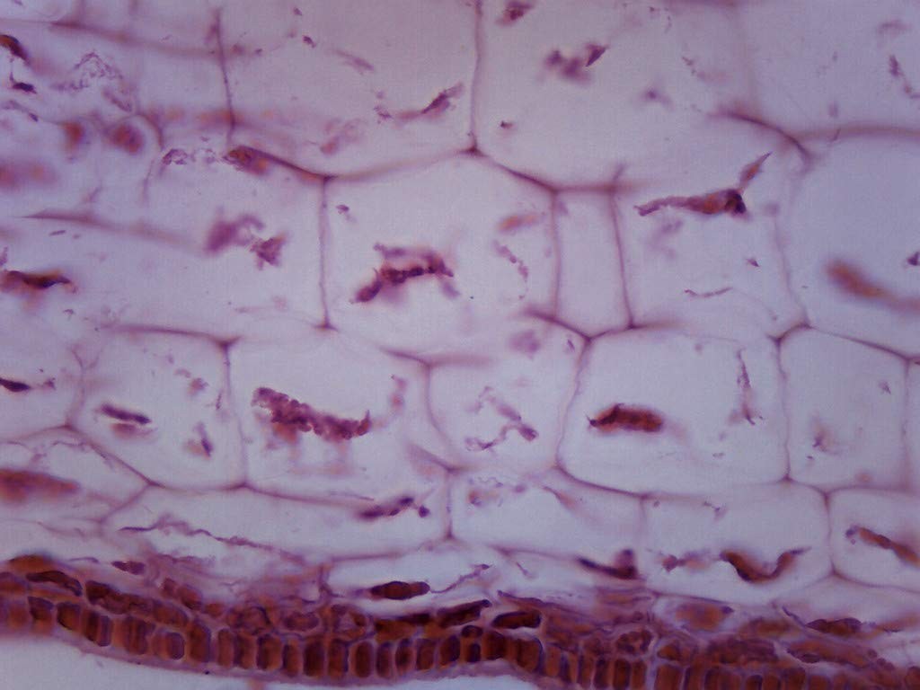 EISCO Protista Laminaria - Cross Section Prepared Microscope Slide 75 x 25mm...