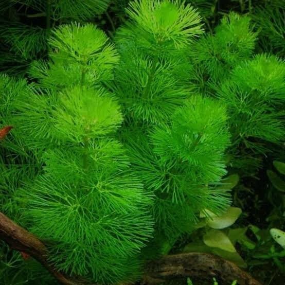 Green Cabomba Live Fish Tank Plants Aquarium Plants BUY 2 Get 1 FREE