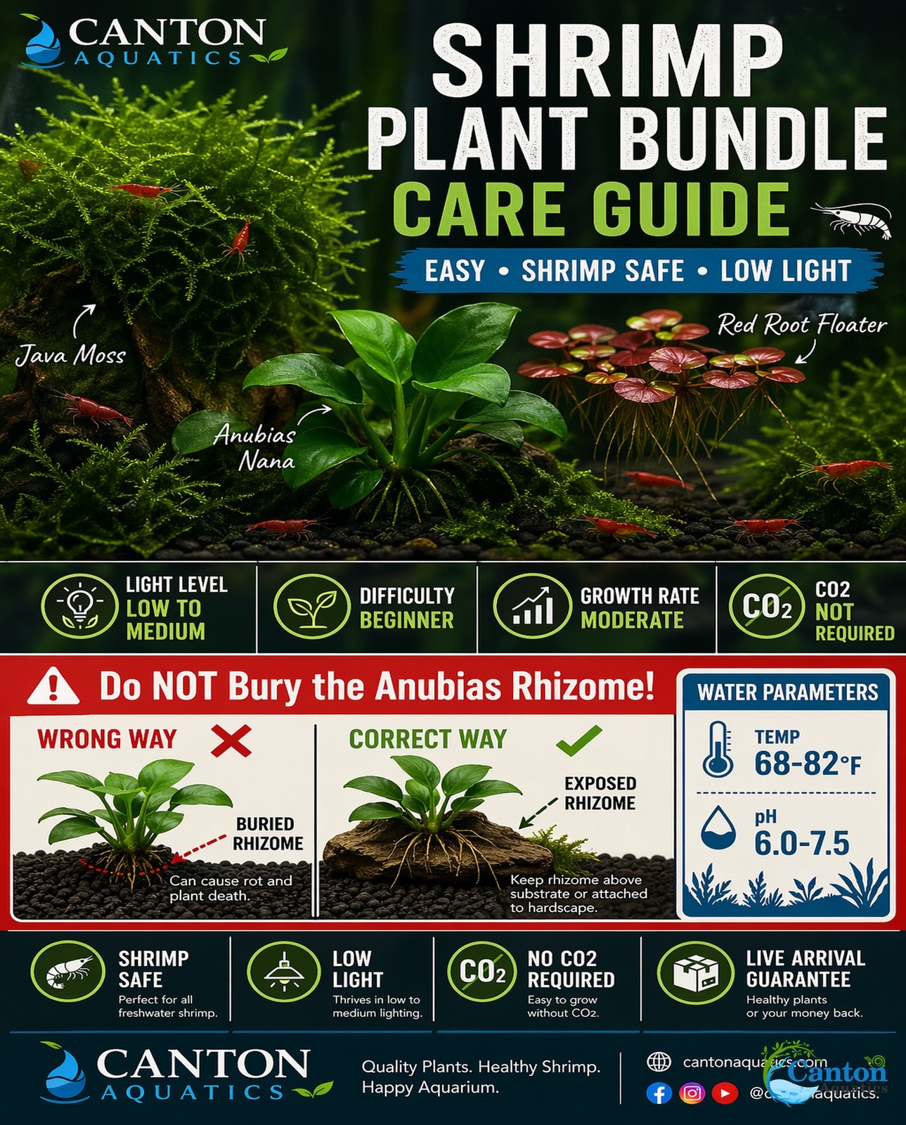 Live Shrimp Tank Plant Bundle Red Root Floater Java Moss Anubias Nana Kit