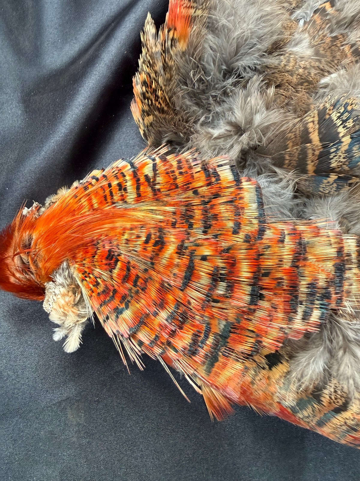 Splash Golden Pheasant Tippets RARE RARE