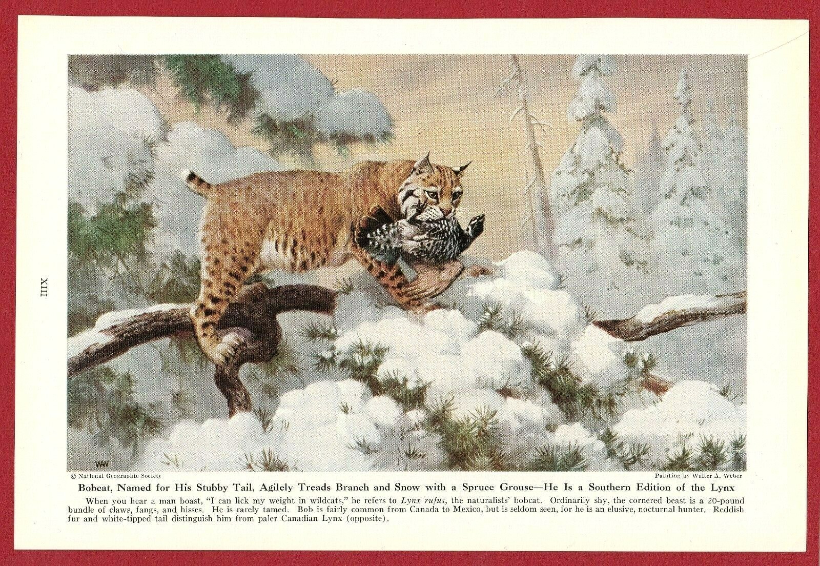 1943 Wild Cat Print Illustration ~ BOBCAT by Walter Weber ~ the Eastern Lynx;