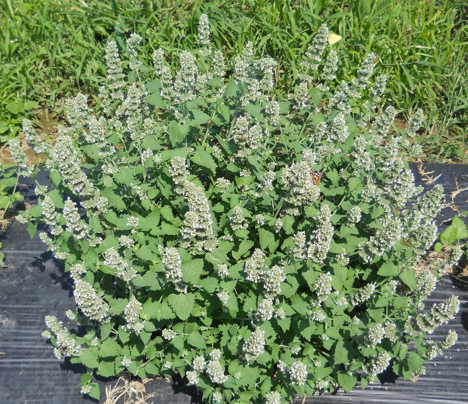 28,000 Catnip Seeds for Planting Grow Catnip Seeds Natural Herb Planting Garden