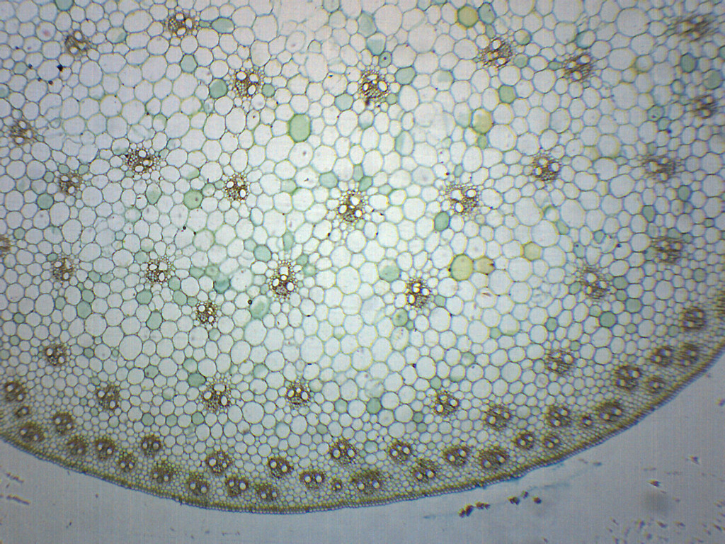 Zea Mays Stem - Prepared Microscope Slide - 75x25mm - Eisco Labs