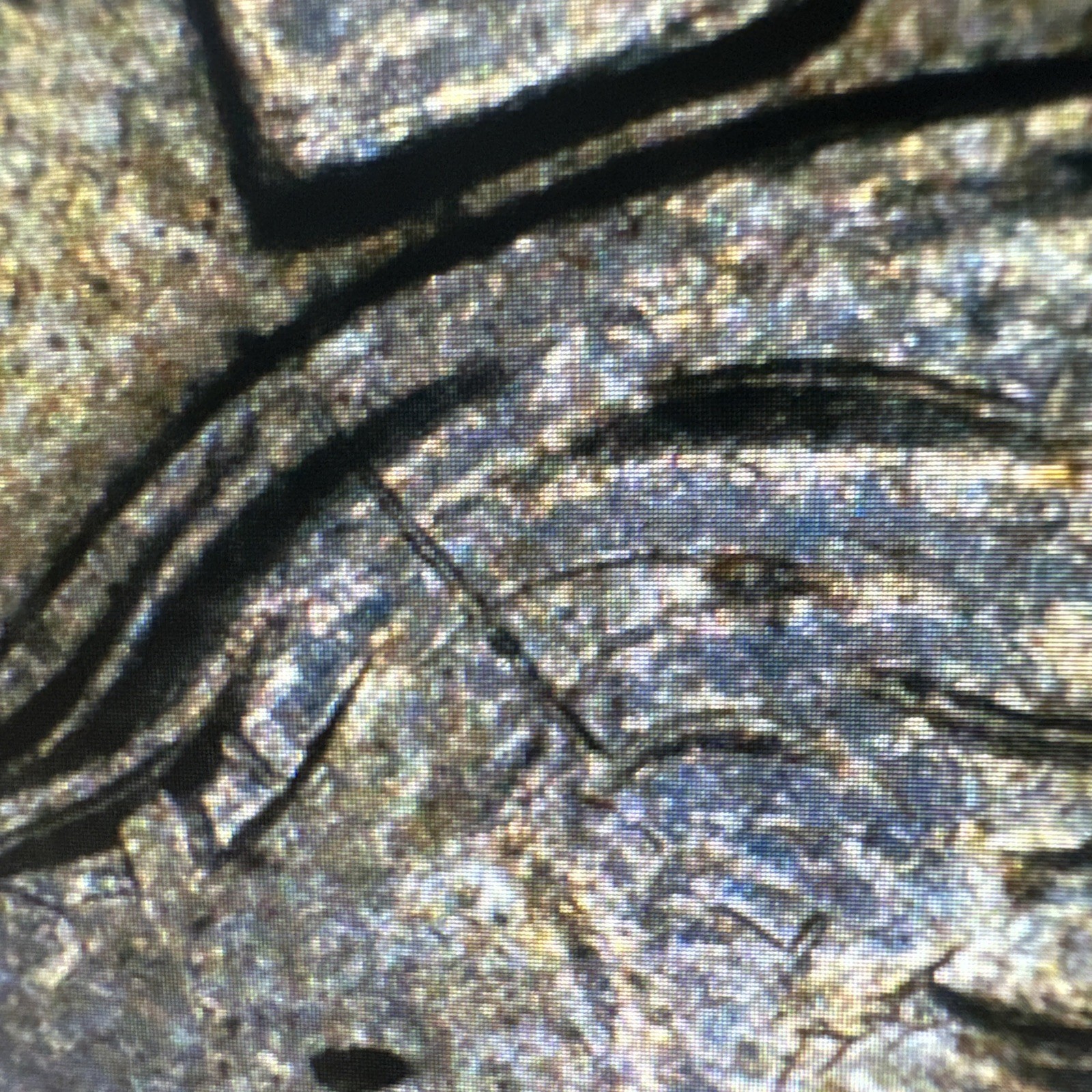 1994 P Error Quarter Double Die Repunched DDO (IN GOD WE TRUST)