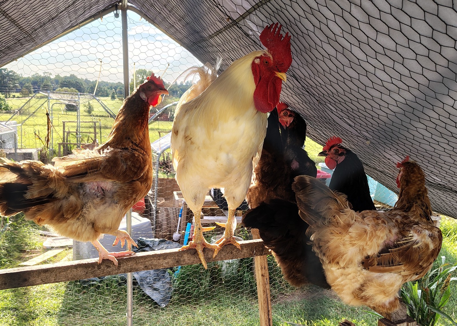 12+ Barnyard Mix Hatching Eggs 🥚