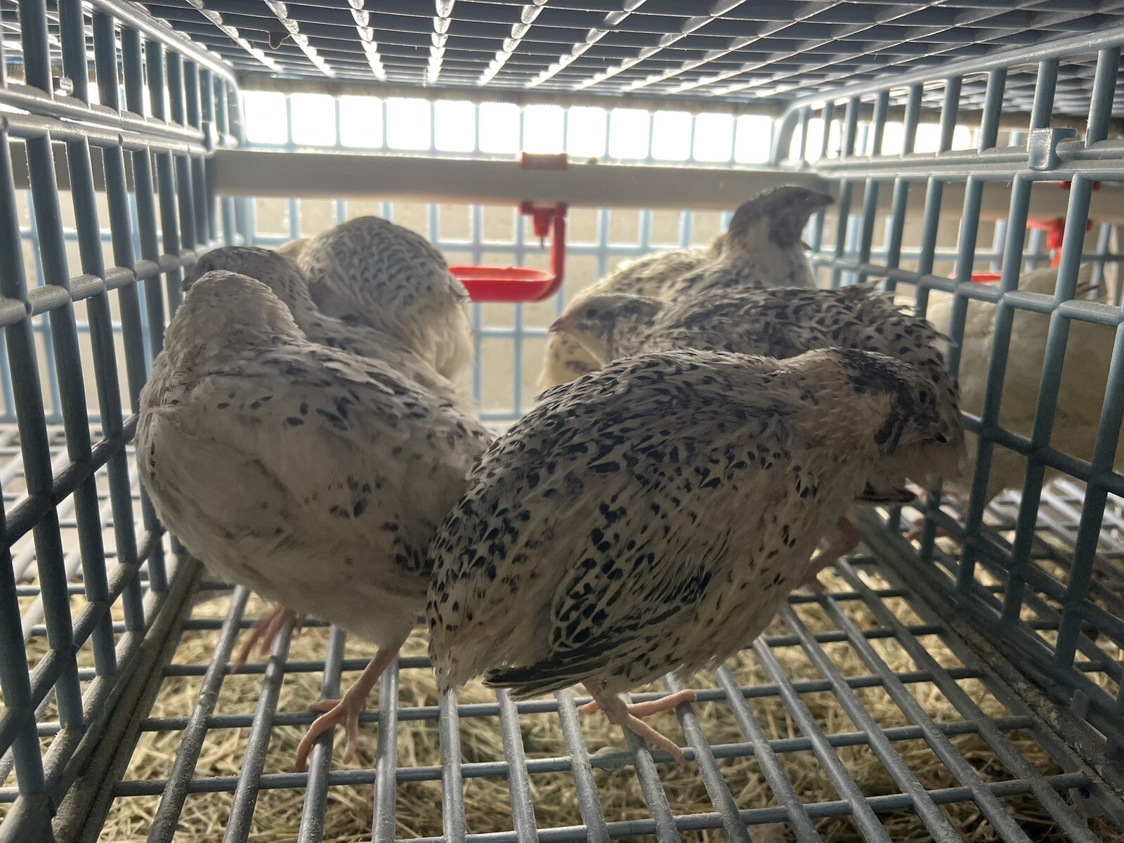 132 Jumbo Quail Hatching Eggs Rare Mix 11 Dozen
