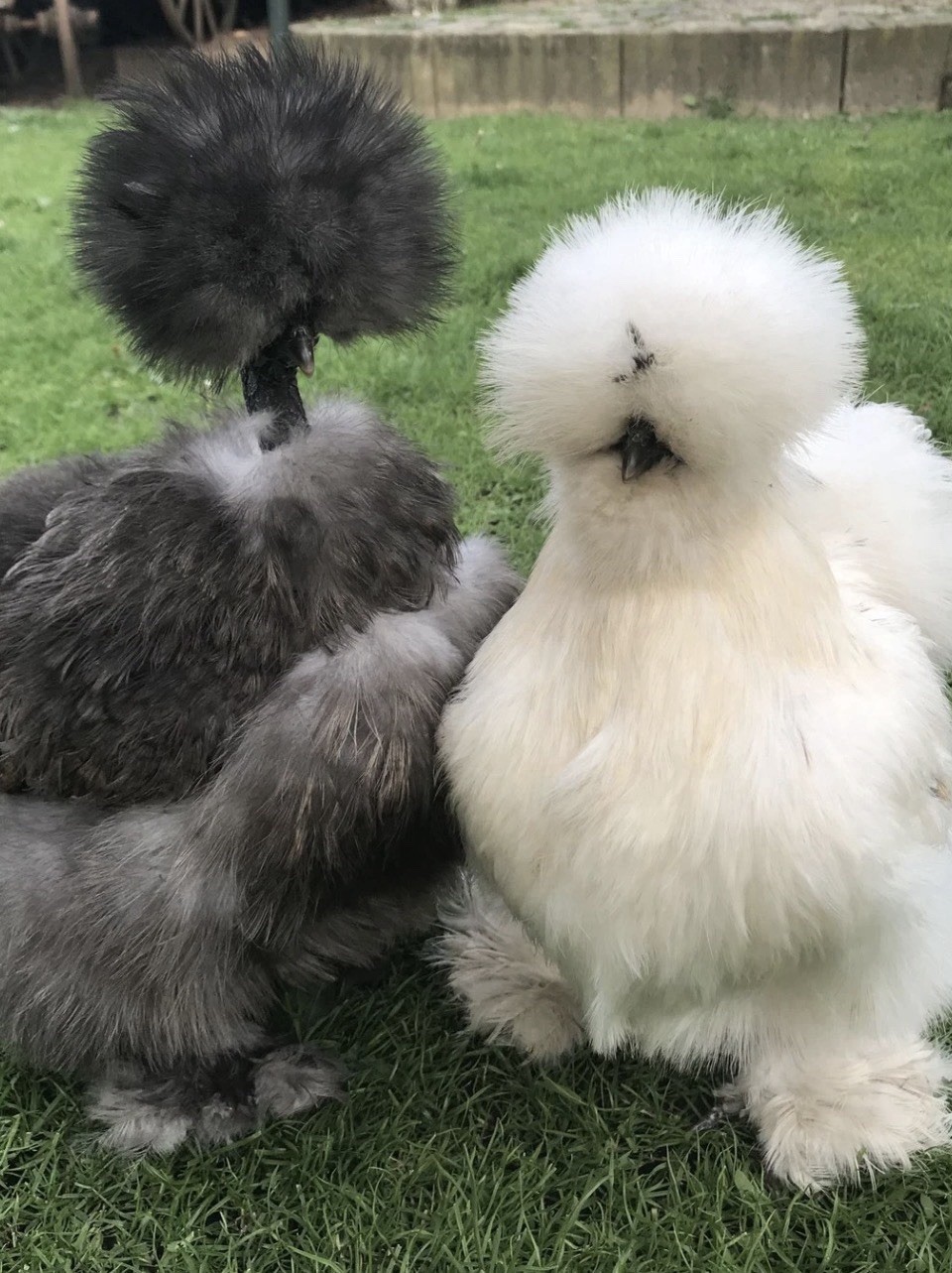 FRIZZLE SHOW GIRL Silkie Cuckoo Wyandotte Blue Laced Red SET 6 Hatching Eggs❤️eb