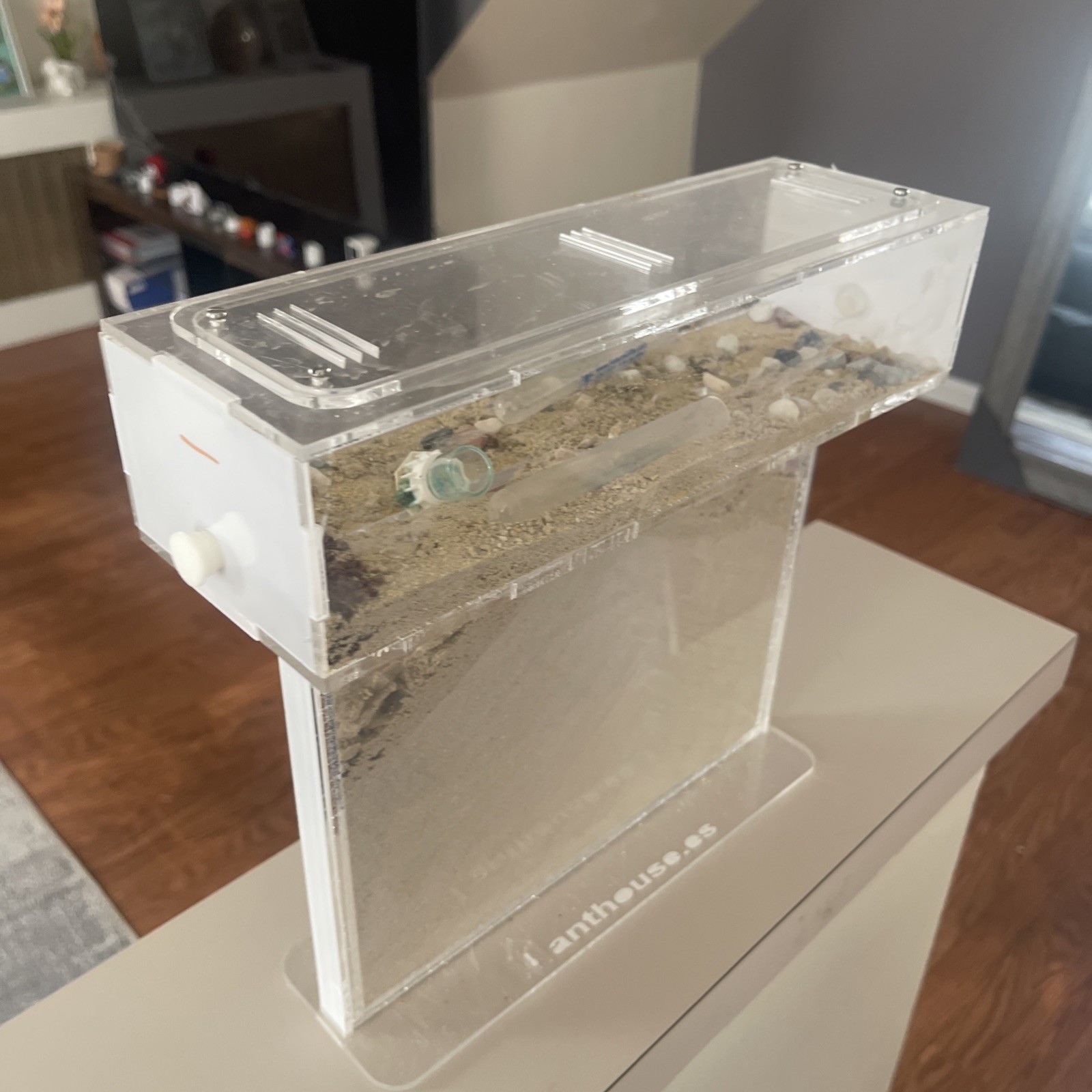 Ant House