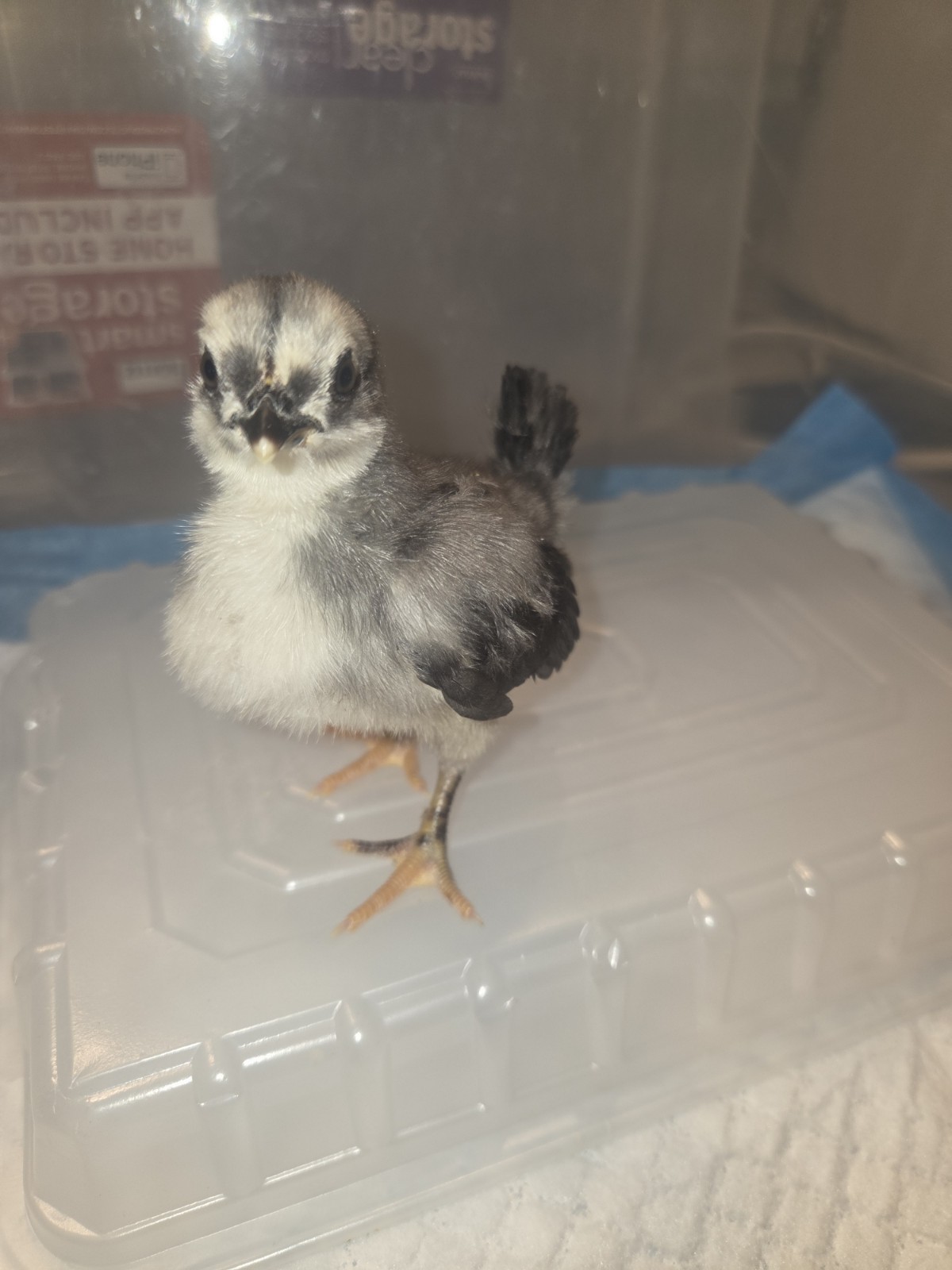 5+ Size A & B 100% Pure Serama Hatching Eggs Malaysian And Traditional