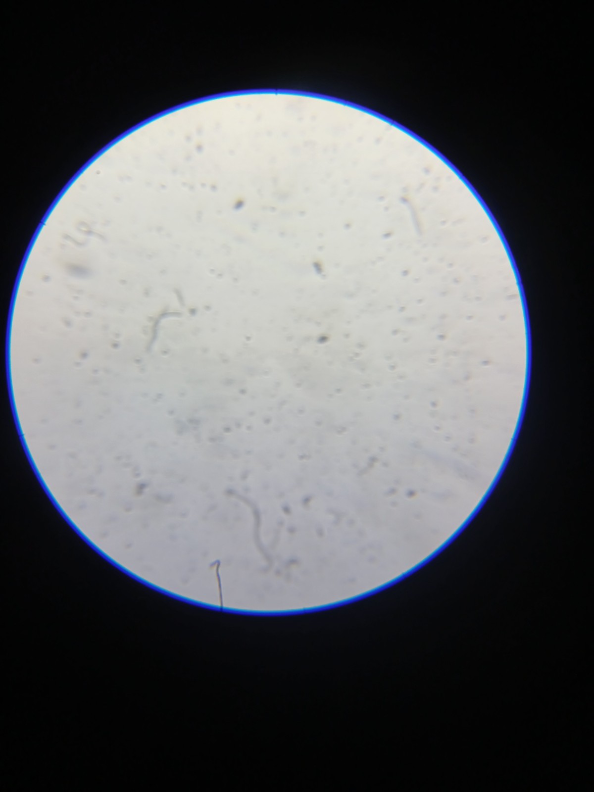 AmScope M148C 40x-1000x Student Biological Compound Microscope