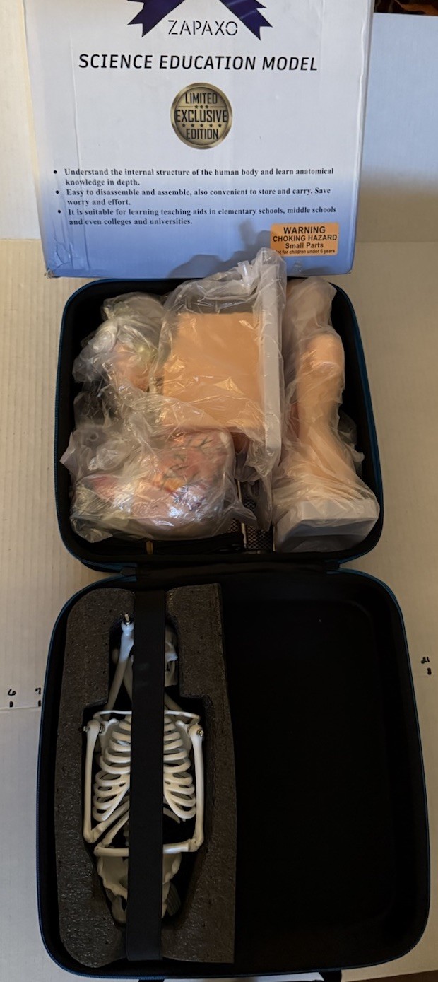 Human Anatomy Science Education Model Set