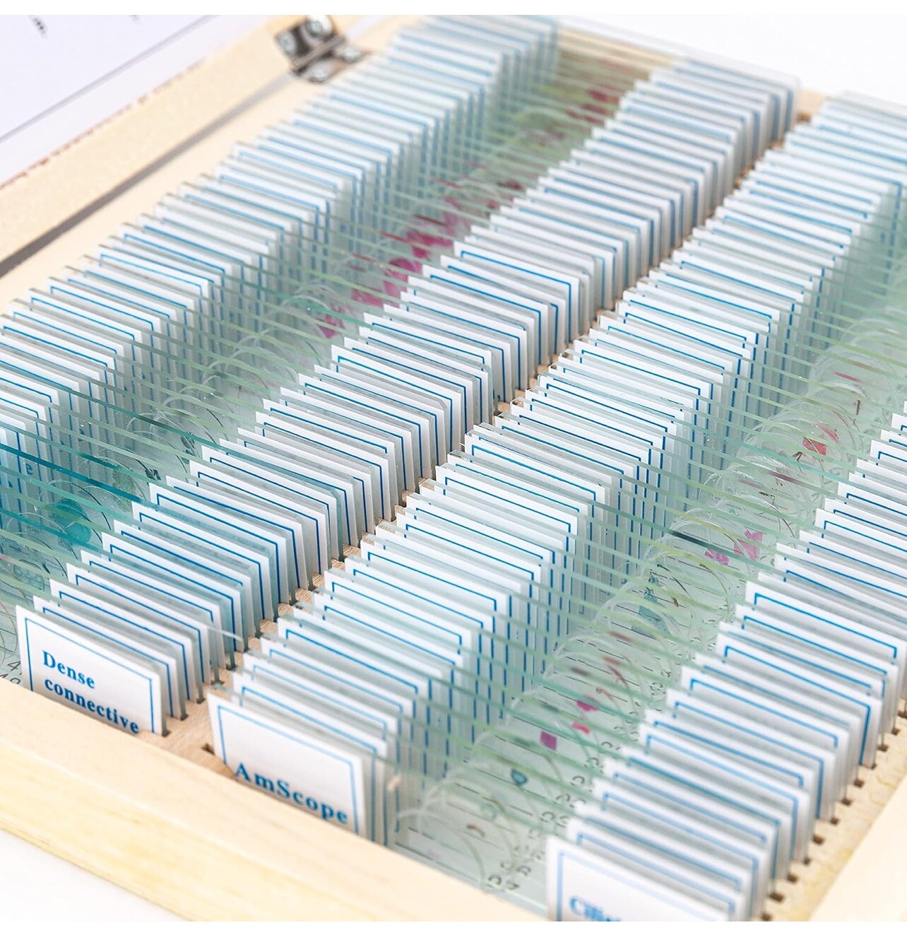 AmScope PS100A 100 Homeschool Biology Prepared Microscope Slides - Set A