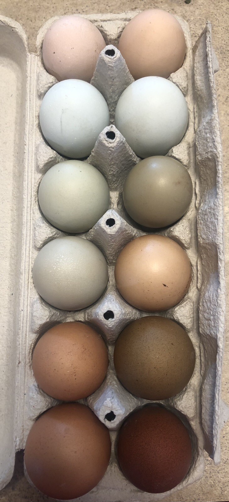 Hatching Eggs OLIVE 6+ extras EE Marans Olive / Mint / Sage / Green Rainbow