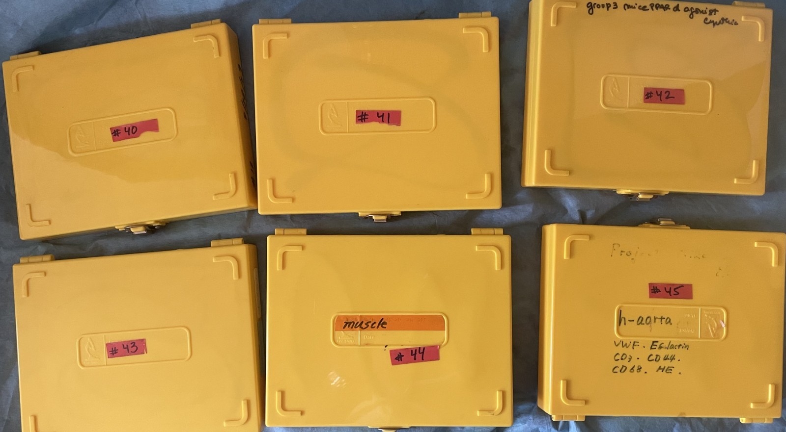 Six Microscope storage boxes with  mouse tissues slides, 40,41,42,43,44,45