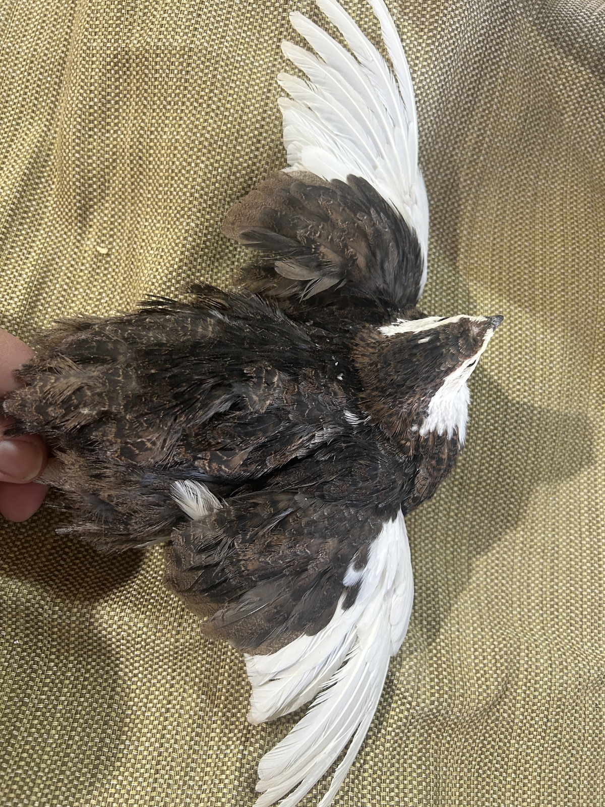 Celadon Coturnix Quail Hatching Eggs