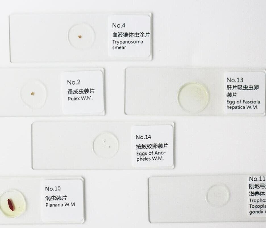 25pcs Parasites Microscope Specimen Slides for Parasitology Teaching Research