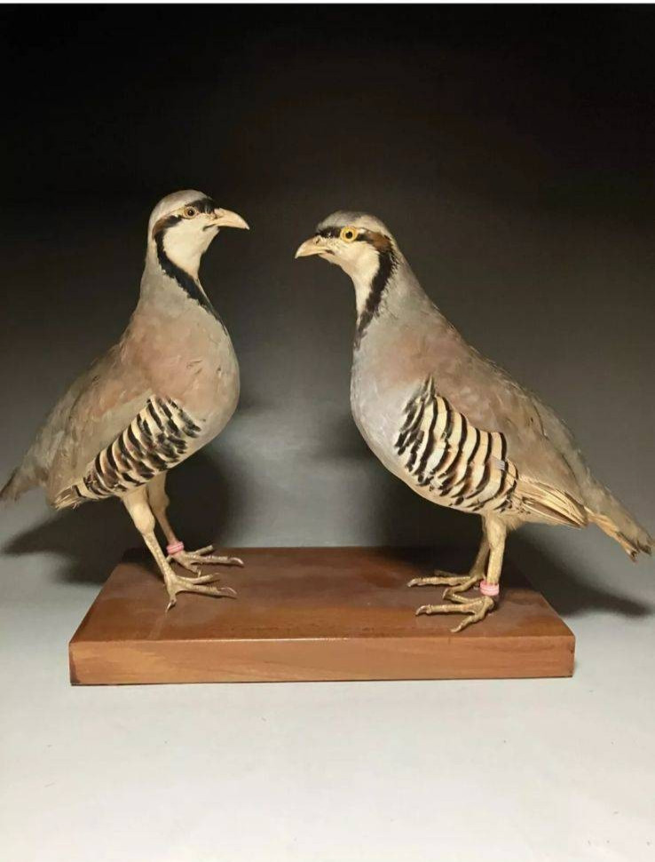 28+ Fertile Chukar Partridge Hatching Eggs