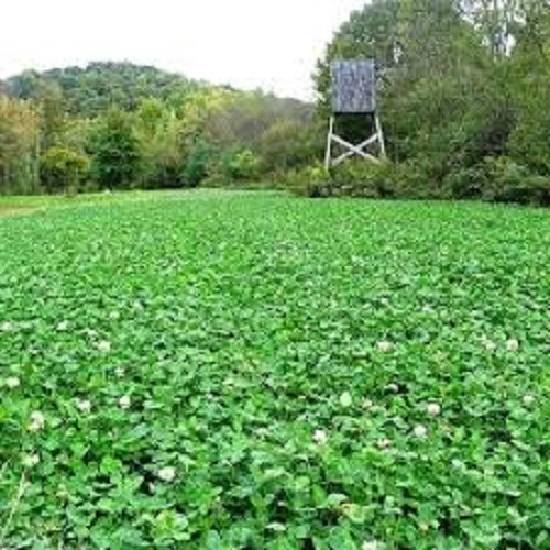 3# DEER GREENS & CLOVER Food Plot Seed Mix W/ Clovers Chicory Radish Rape Turnip