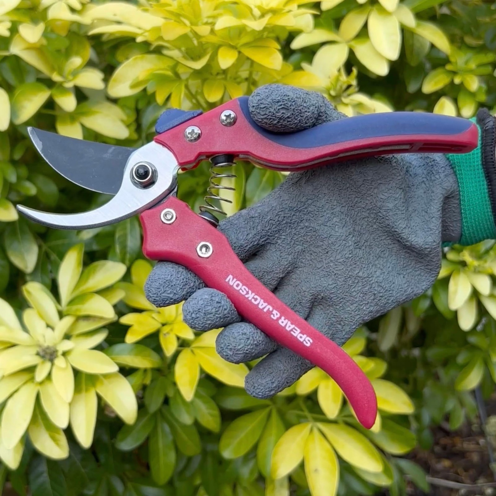 Spear & Jackson Razorsharp Bypass Pruning Shears, Pruner, Red & Blue