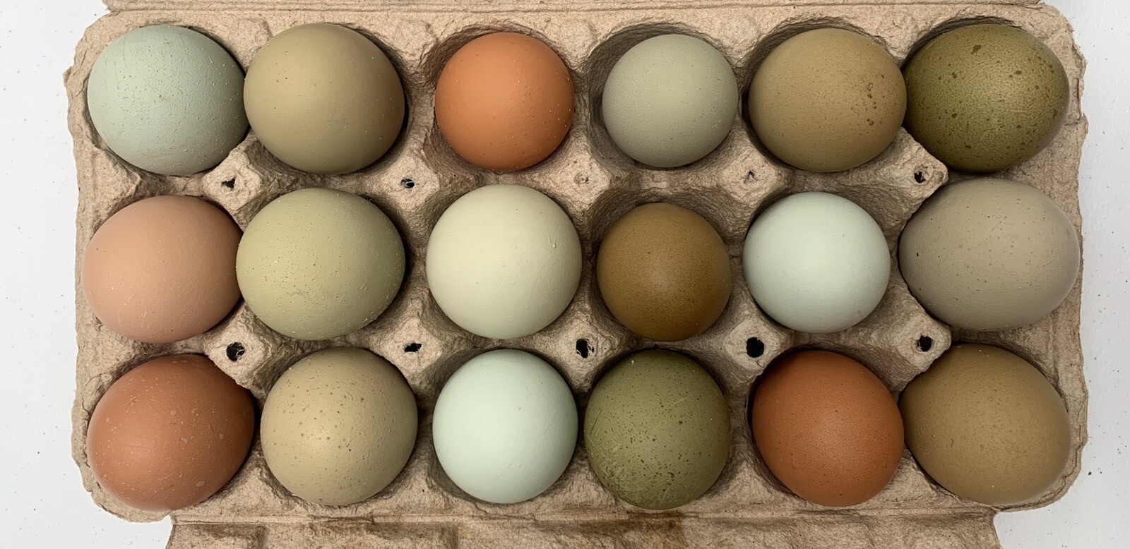 10+2 Rainbow Layer Assorted Fertile Hatching Eggs Olive Green Sage Blue Brown