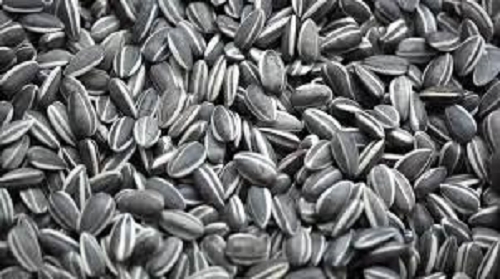 AI Weiwei Porcelain Sunflower Seeds x 1 Seed