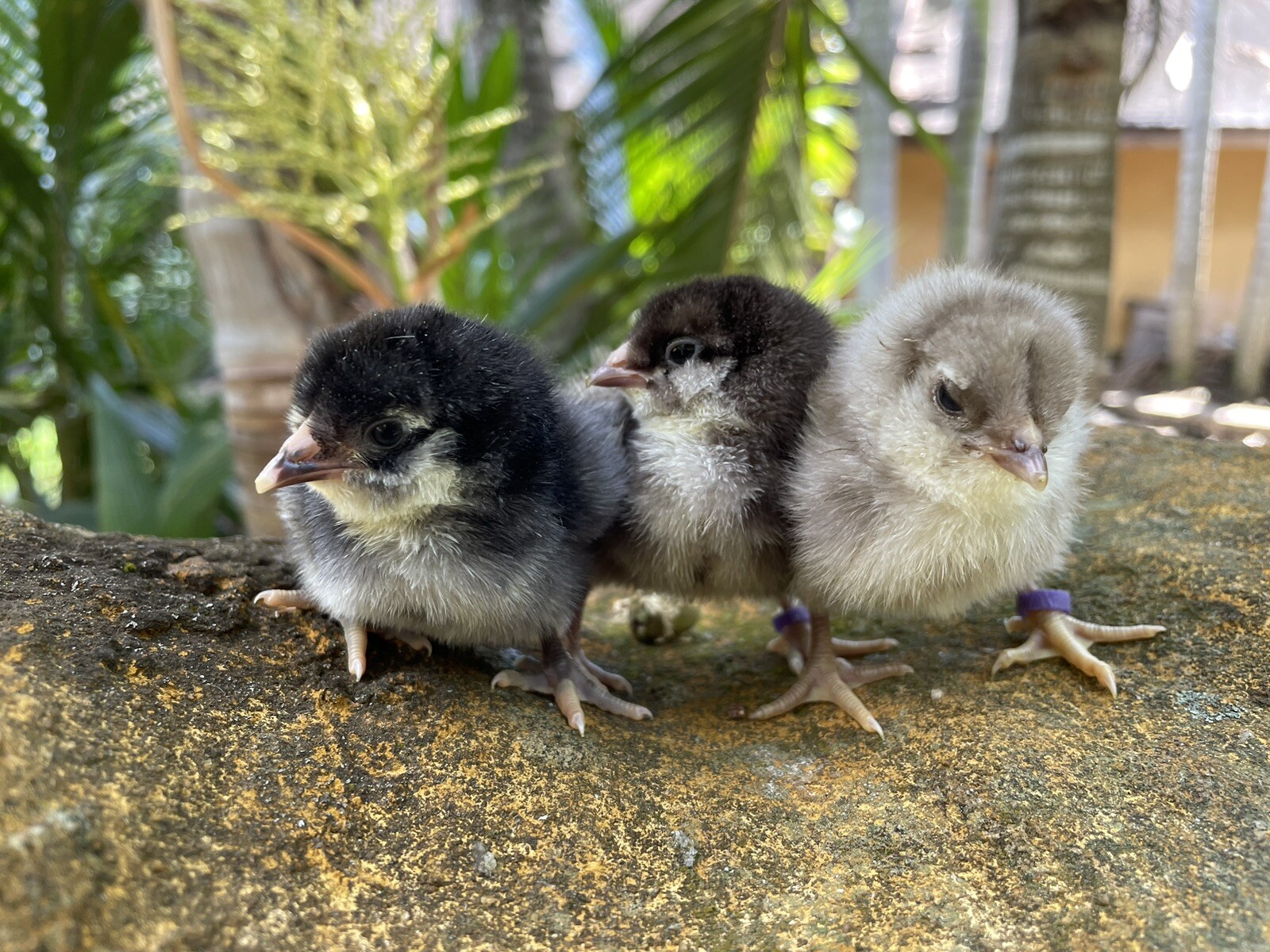 (6) Mauve and Chocolate Ameraucana Hatching Eggs - Possible Mottled Split!