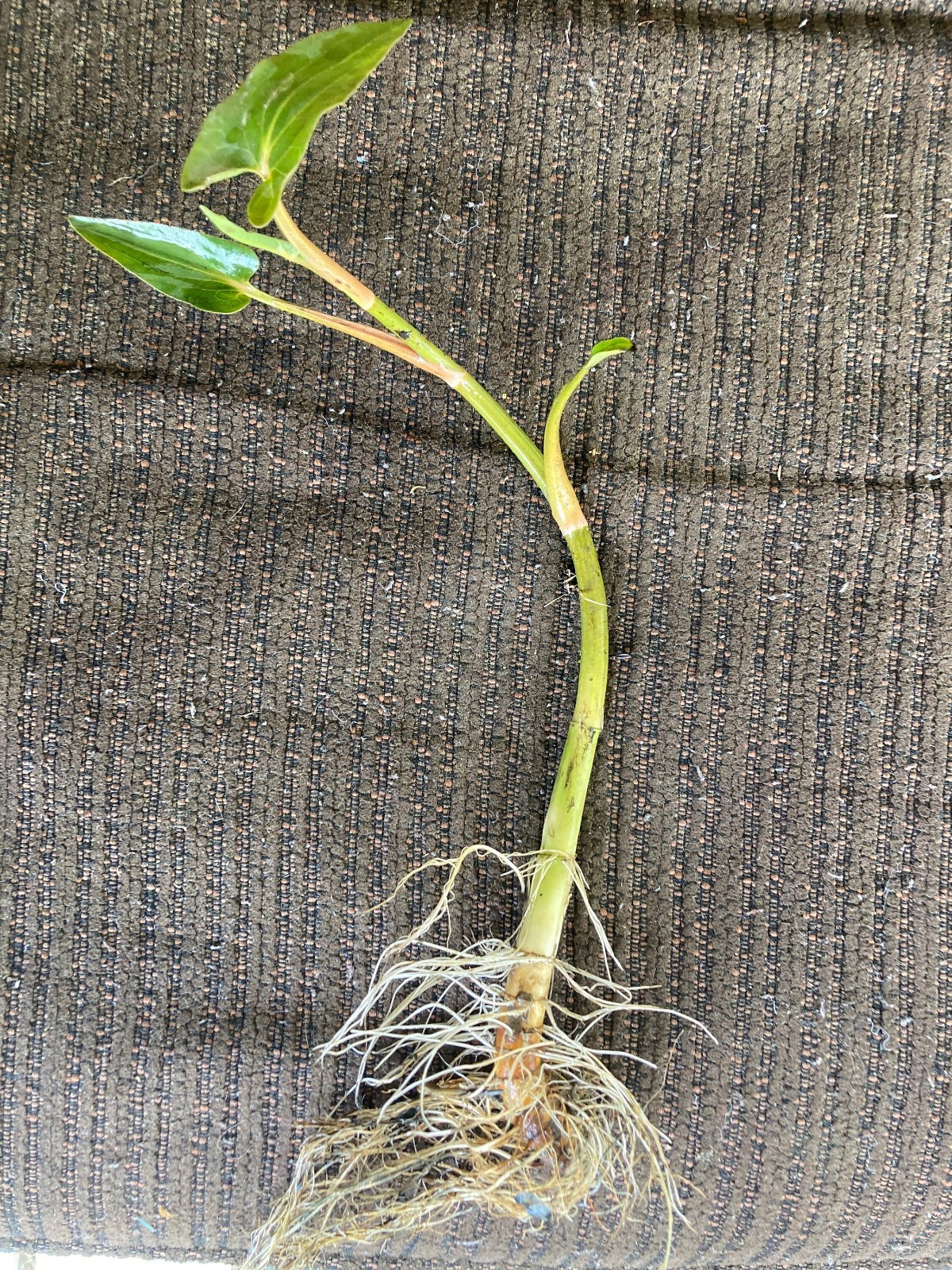 3 Live Lizard Tail Plants | Saururus cernuus ** FREE SHIPPING**