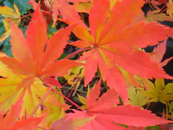 Korean Maple, Acer pseudosieboldianum, Tree Seeds
