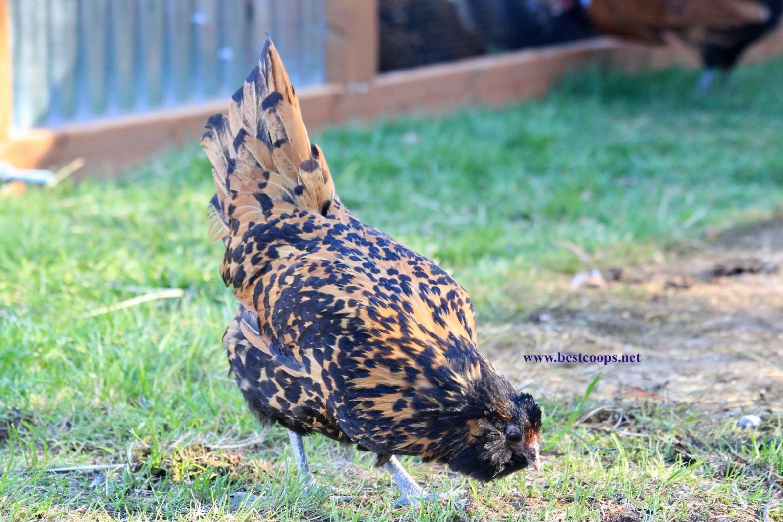 6+ Gold Owlbeard Fertile Chicken Hatching Eggs
