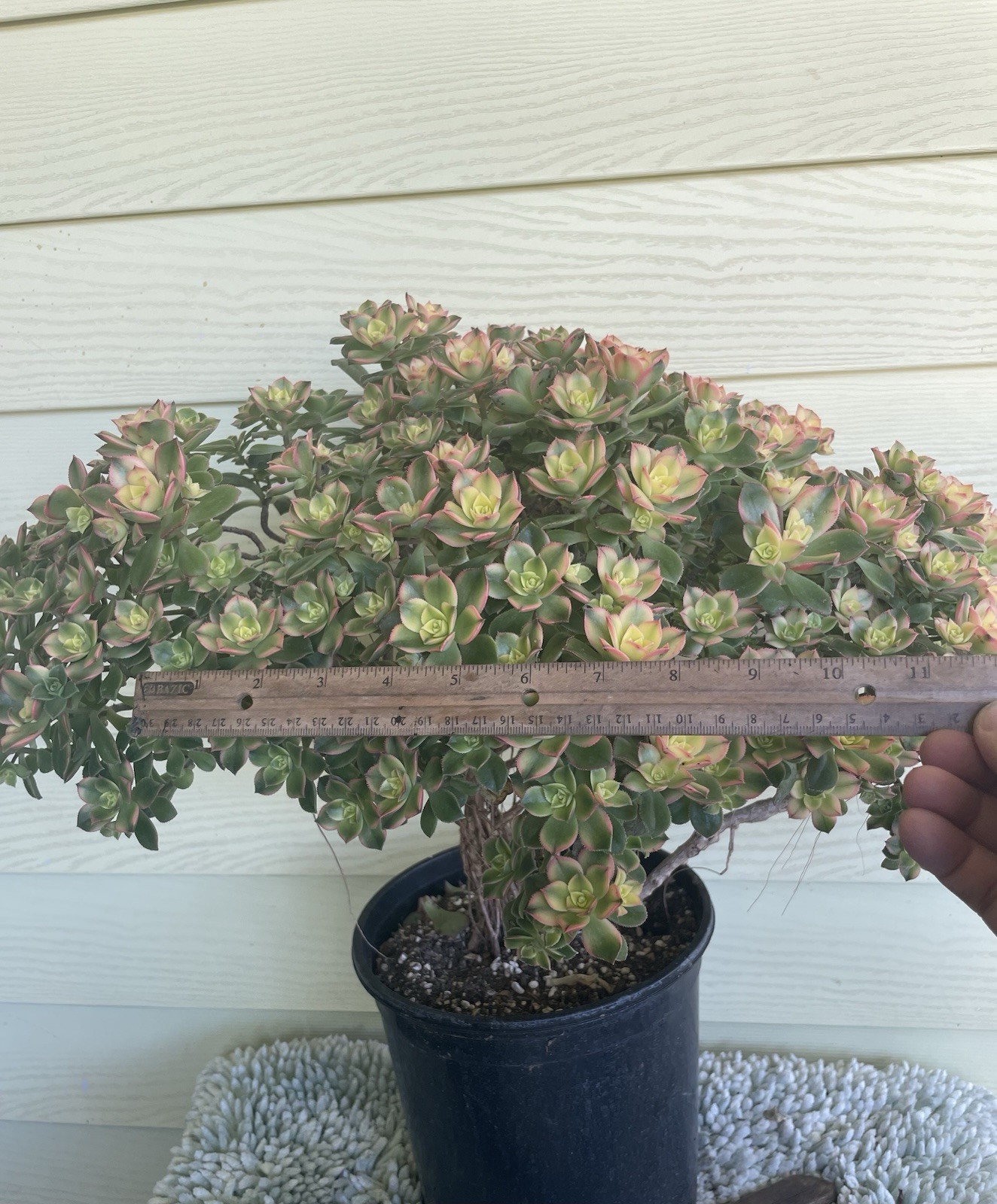 Bonsai Tree Aeonium Kiwi Tree Ship With Bare Rooted
