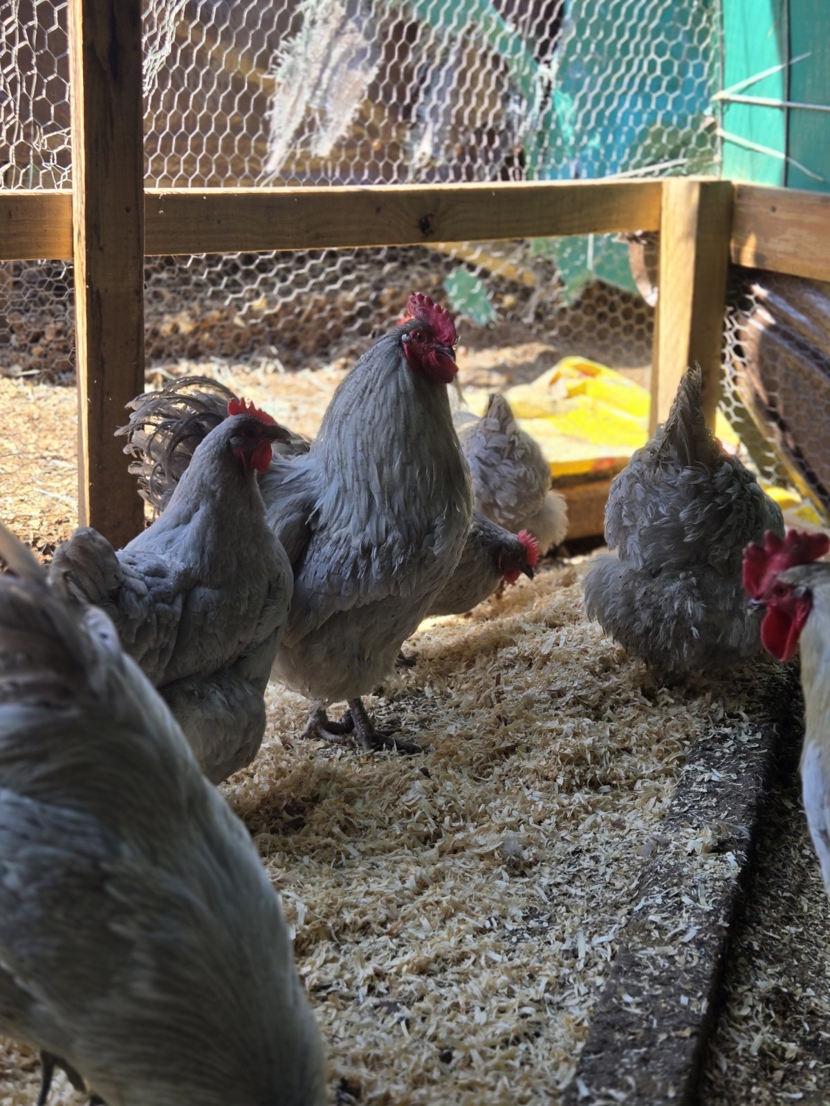 Lavender Orpington Hatching Eggs 6 Plus 2