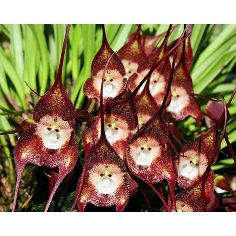 1 Pack 30 Rare Monkey Face Orchid Seeds Dracula Cute Simia Garden Plant-