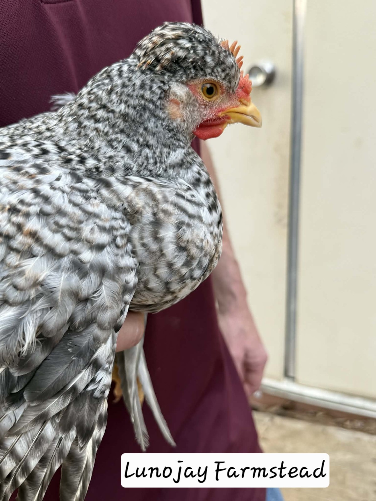 12 + Crest Cream Legbar Hatching Eggs