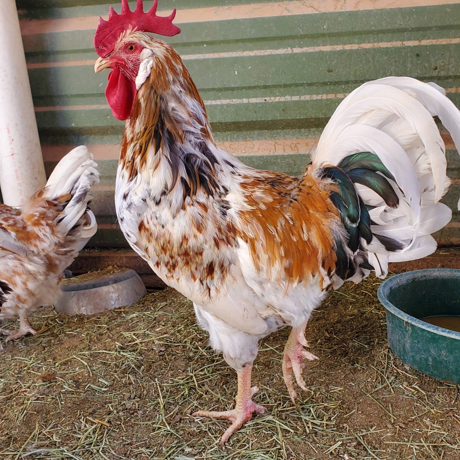 ALOHA CHICKEN HATCHING EGGS - 6+ Eggs