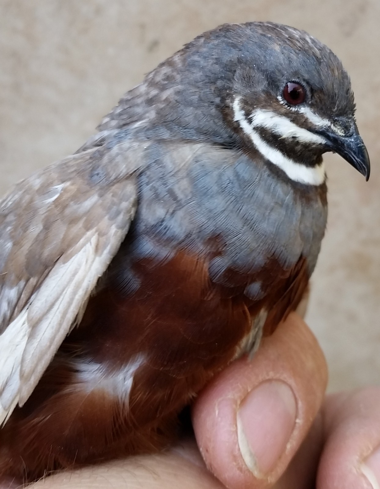 12 Button Quail Hatching Eggs