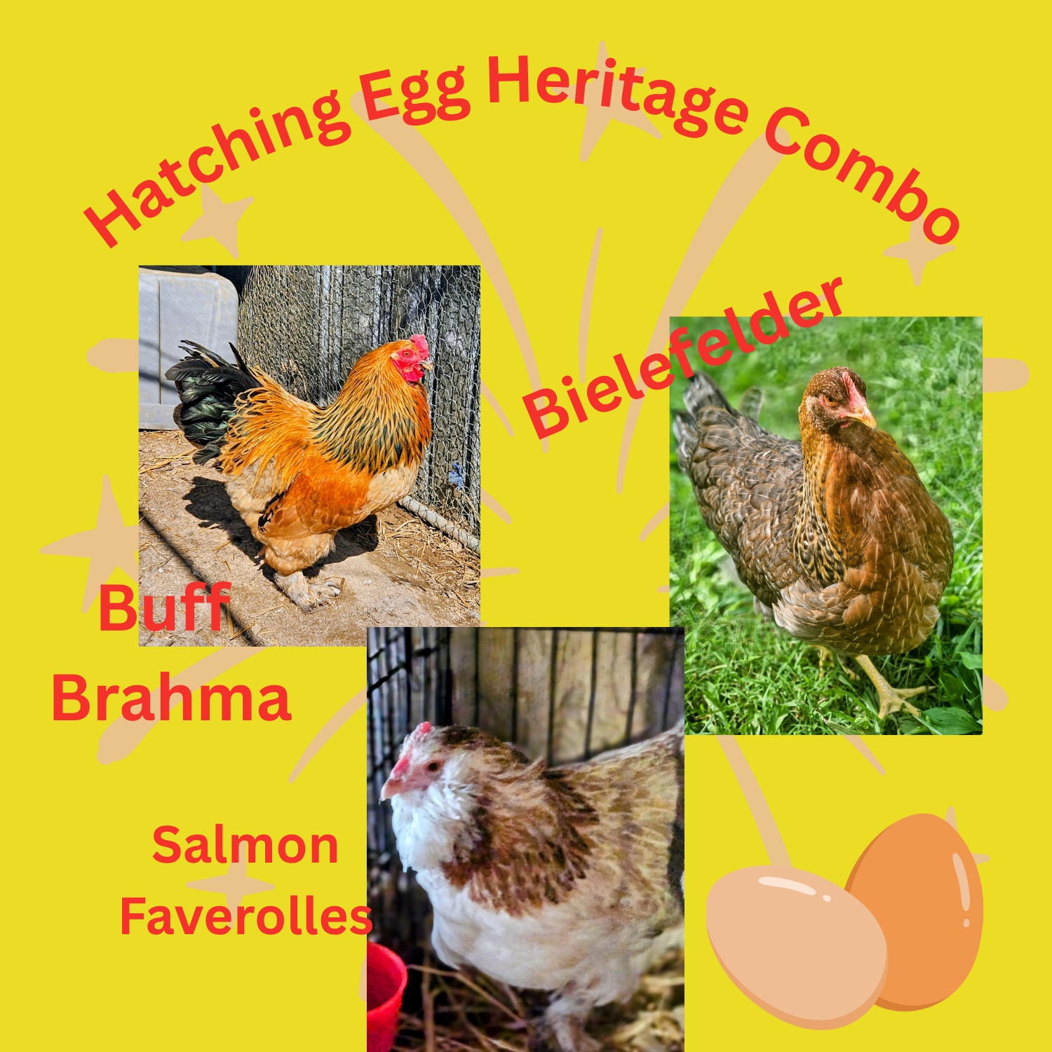 Eggs Pure Heritage Faverolles Brahma Bielefelder  6+ Hatching Eggs- NOT CROSSES
