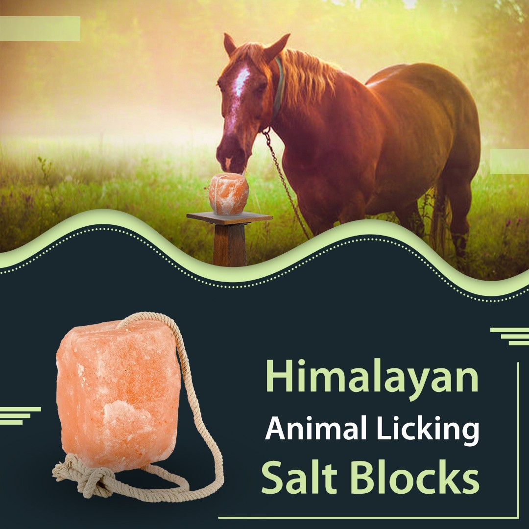 Horse Treats – Natural Himalayan Salt Lick Mineral Block for Horses (Pack of 12)