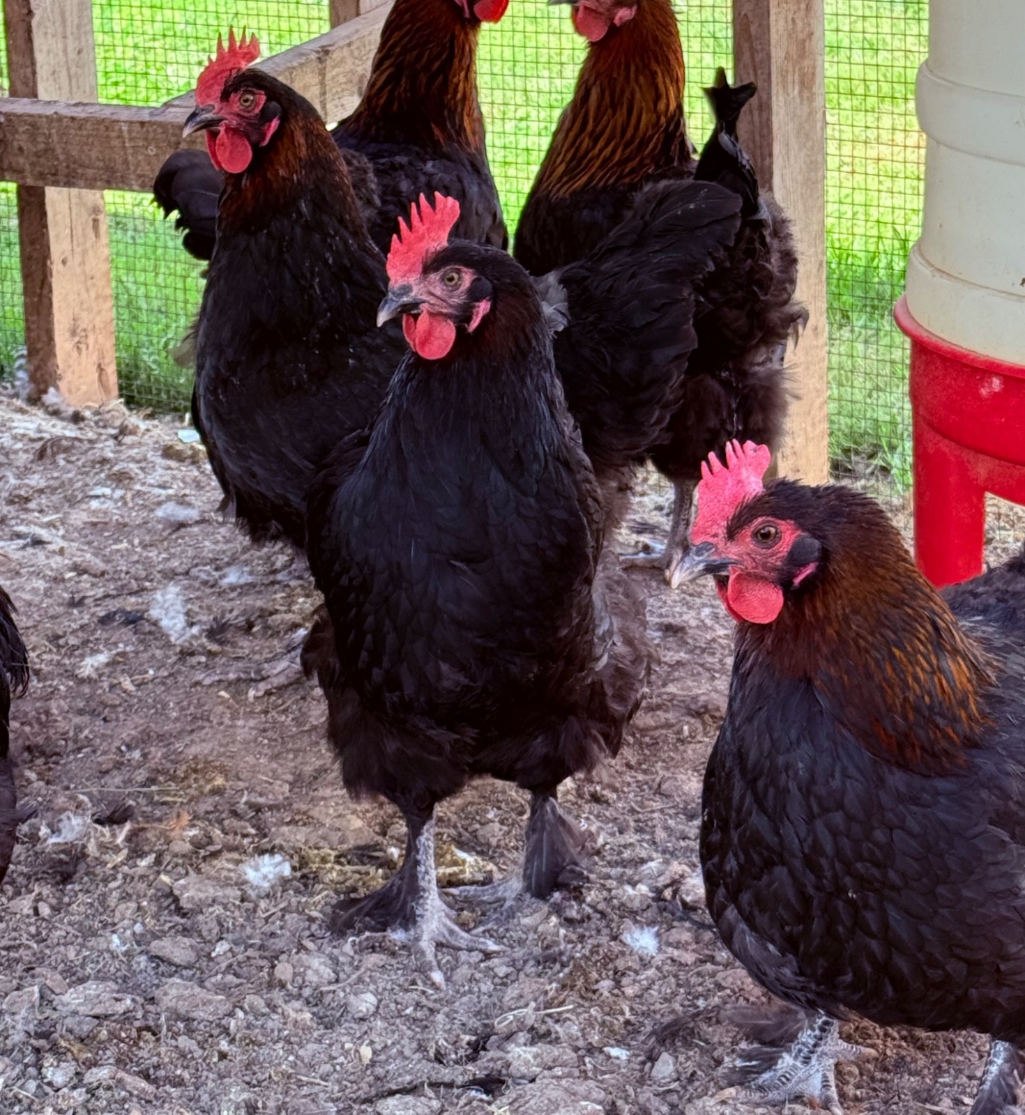 NPIP 12+ black copper maran eggs (6-8 range)